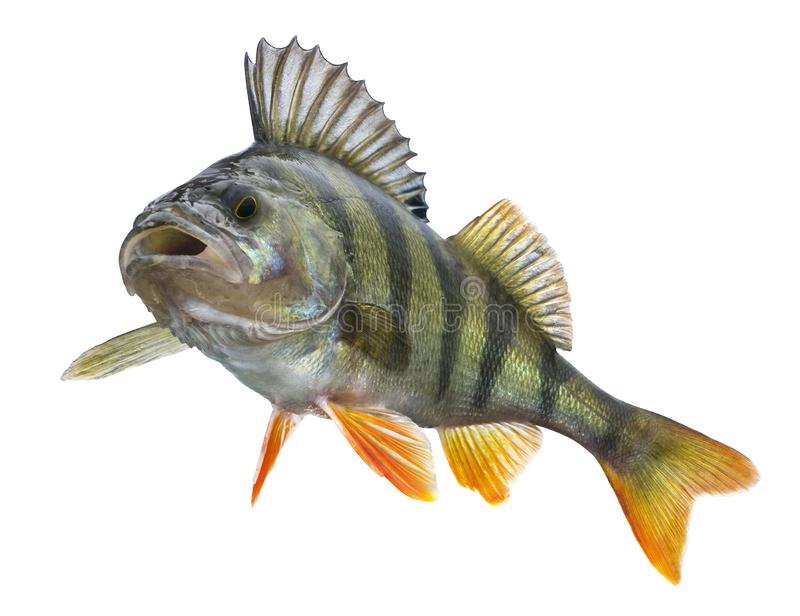 perch fish isolated white background perca fluviatilis trophy 126139199